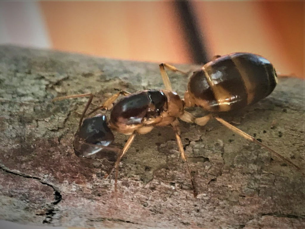 What Does A Sugar Ant Queen Look Like